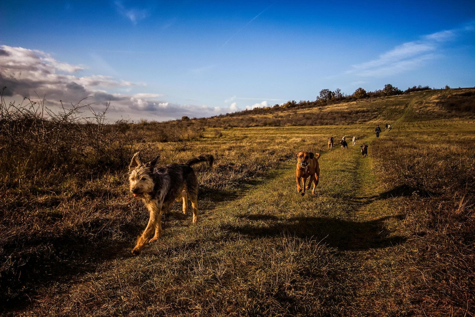 Follow-up Vet Appointment Prices in Lincoln