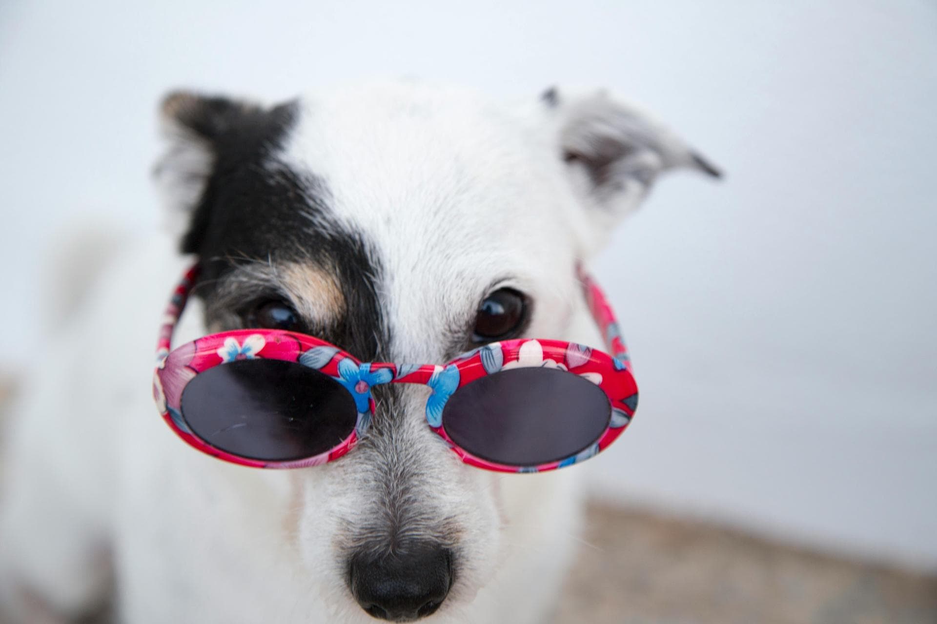 Follow-up Vet Appointment Prices in Lincoln