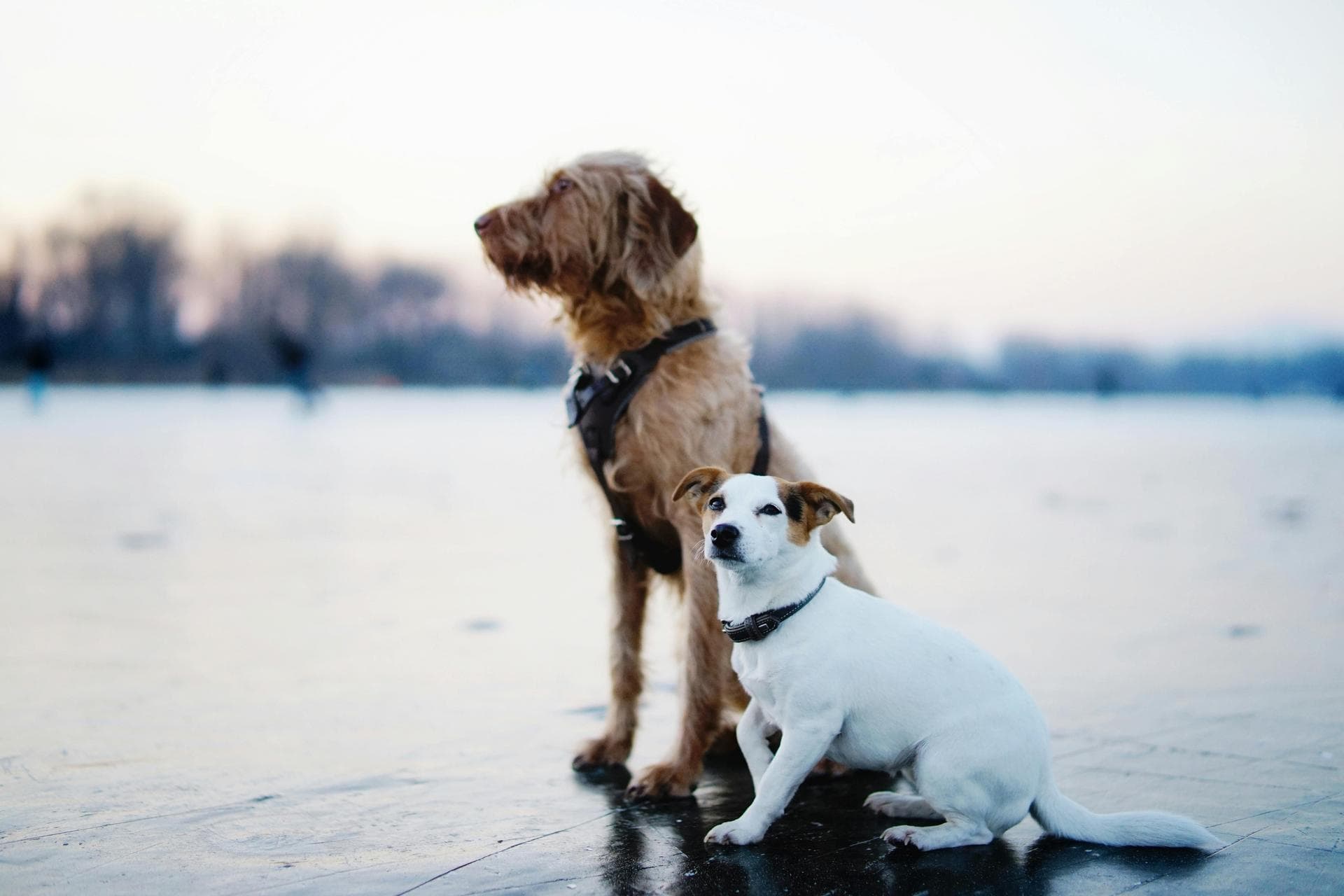 Dog Spay Castrate Neutering Prices in Lincoln