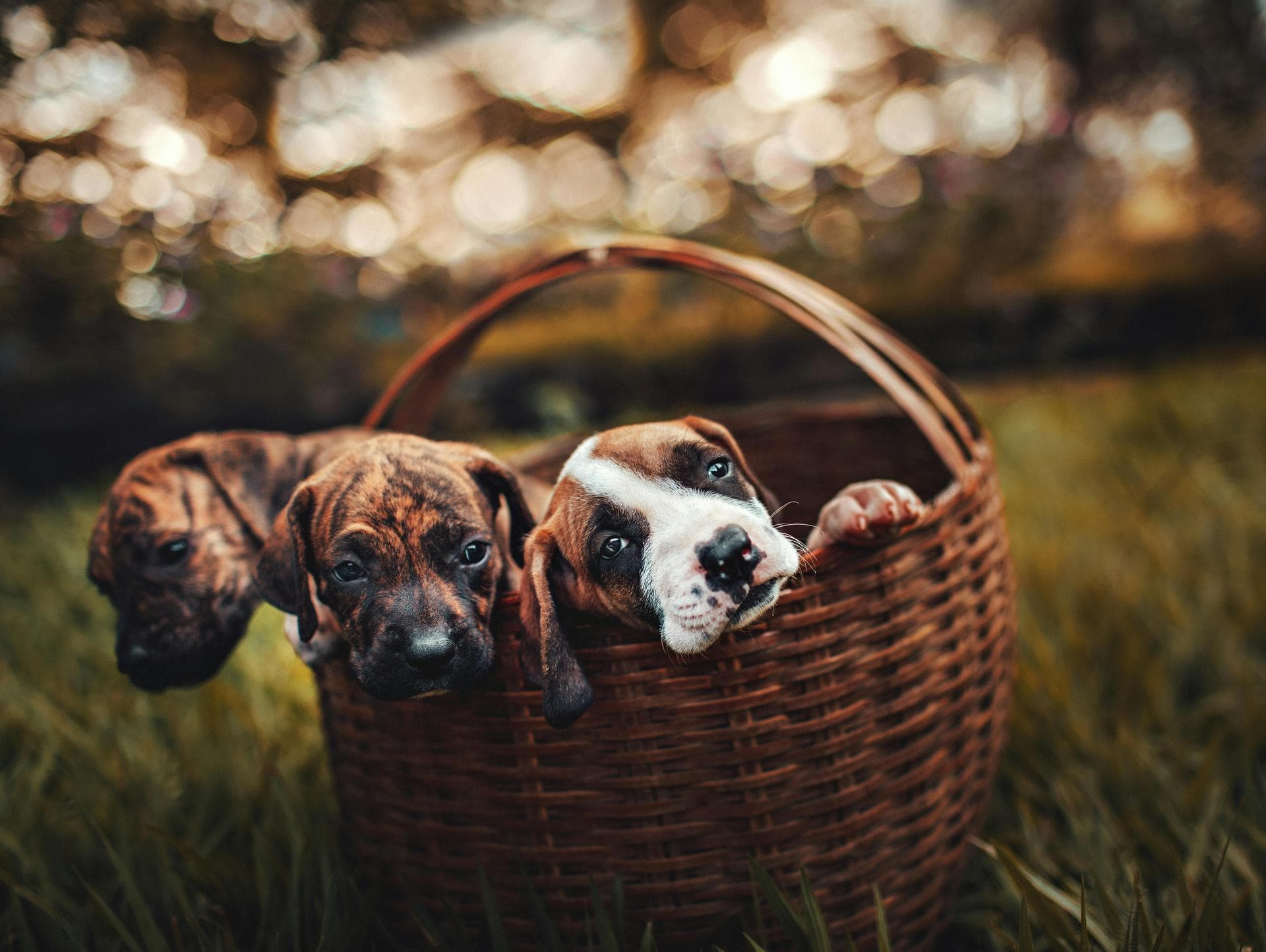 Vet Consultation Prices in Lincoln