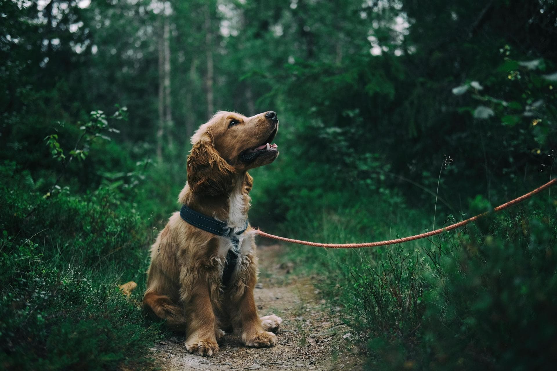 Rabies Vaccination Prices in Lincoln