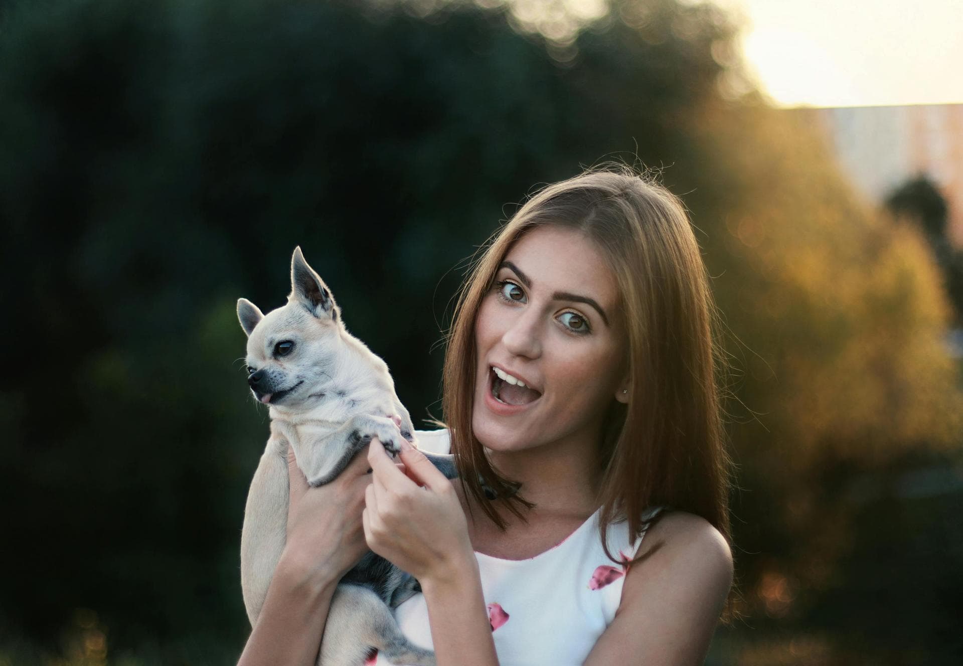 Dog Puppy Vaccinations Kennel Cough Prices in Lincoln