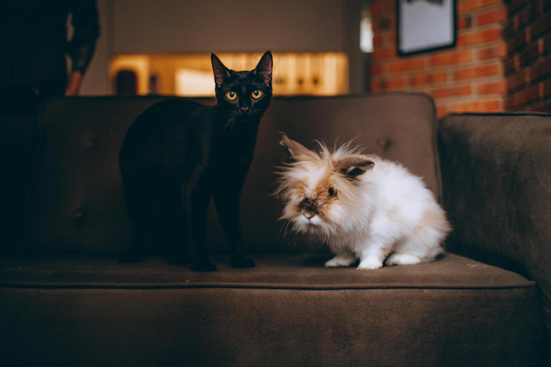 Rabies Vaccination Prices in Lincoln